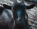 Black goat portrait Royalty Free Stock Photo