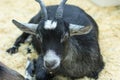 Black goat portrait close-up. Capra. black-gray goat, Domestic goat. dairy farm, animal husbandry. Royalty Free Stock Photo