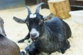Black goat portrait close-up. Black-gray goat, Domestic goat. dairy farm, animal husbandry. cute wild animal, male goat Royalty Free Stock Photo