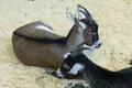 Black goat portrait close-up. Black-gray goat, Domestic goat. dairy farm, animal husbandry. cute wild animal, male goat Royalty Free Stock Photo