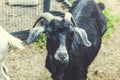 Black goat portrait. Dark goat on green summer meadow.