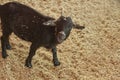 Black Goat Royalty Free Stock Photo