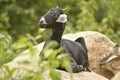 A black goat sitting in stone Royalty Free Stock Photo
