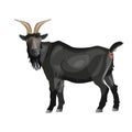 Black goat standing