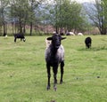 Black goat standing on a green field Royalty Free Stock Photo