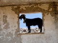 Black goat standing in window of abandoned building in rural Albania, Nivica Canyon.