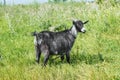 Black goat on the summer meadow Royalty Free Stock Photo