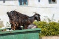 A black he-goat on top a bin