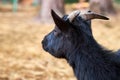 Black goat up close