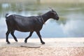 Black goat