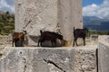 Black goat walking ancient cemetery