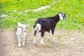 A black goat and a white baby goat stand in a meadow Royalty Free Stock Photo