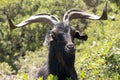 Black goat