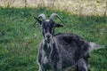 Black goats outdoor. Goat in the field Royalty Free Stock Photo