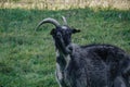 Black goats outdoor. Goat in the field Royalty Free Stock Photo