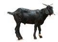 Black Goats stand isolate on white background with clipping path Royalty Free Stock Photo