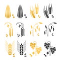 Black and gold cereal grains vector icons. rice, wheat, corn, rye, barley isolated on white background Royalty Free Stock Photo