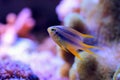 Black and gold chromis fish - Neoglyphidodon nigroris Royalty Free Stock Photo