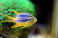 The Black and Gold Chromis - Neoglyphidodon nigroris Royalty Free Stock Photo