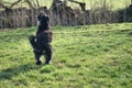 Black gold doddle running on a meadow playing with a stick. Fluffy long black coat