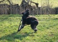 Black gold doddle running on a meadow playing with a stick. Fluffy long black coat