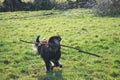 Black gold doddle running on a meadow playing with a stick. Fluffy long black coat
