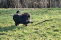 Black gold doddle running on a meadow playing with a stick. Fluffy long black coat