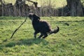 Black gold doddle running on a meadow playing with a stick. Fluffy long black coat