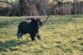 Black gold doddle running on a meadow playing with a stick. Fluffy long black coat