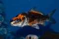 Black and Gold Doitsu Japanese Koi Royalty Free Stock Photo