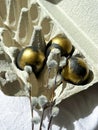 Black and gold eggs lie in a tray on a light background under the rays of the sun, next to a bunch of willow.