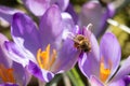 Honeybee, honey bee, Apis mellifera, sitting on sunlit purple crocus flower petals, close-up view Royalty Free Stock Photo