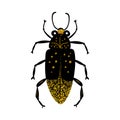 Black and gold glitter bug beetle, celestial vector fairy insect golden illustration