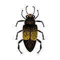Black and gold glitter bug beetle, celestial vector fairy insect golden illustration