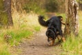 Black and gold Hovie dog hovawart pisses his territory by peeing