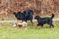Black And Gold Hovie Dog Hovawart Puppies Are Playing