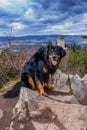 Black and gold Hovie, dog hovawart sitting on a lookout with the background of a historic castle