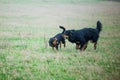 black and gold Hovie dog hovawart sniffing another dog