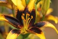 Black and Gold Lily Lilium Lionheart Close up