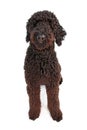 Black Golden Doodle Dog