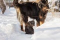 Black and golden hovawart puppy