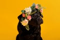 Black golden labrador retriever dog isolated on yellow background. Studio shot Royalty Free Stock Photo