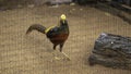 Black Golden Pheasant Take a look at the camera on the ground