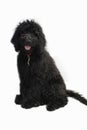 Black Goldendoodle on a white background