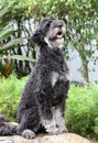 Black Goldendoodle dog sitting on rock