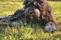Black Goldendoodle lying on the lawn with stick. Faithful companion, therapy dog