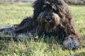 Black Goldendoodle lying on the lawn with stick. Faithful companion, therapy dog