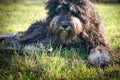 Black Goldendoodle lying on the lawn with stick. Faithful companion, therapy dog