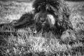 Black Goldendoodle lying on the meadow with stick in black and white taken