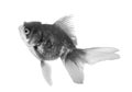 Black Goldfish isolated on White Background Royalty Free Stock Photo